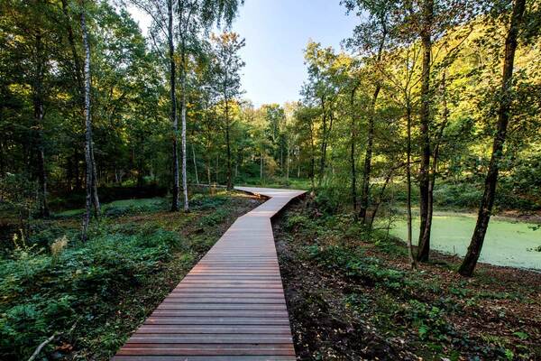 Chemin urbain calme bordé d’arbres